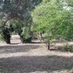 Primaria - giardino sul retro della scuola -particolare